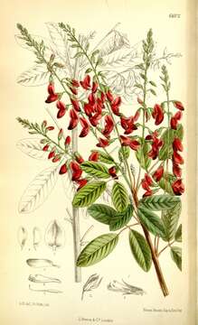 Image of bicolor lespedeza