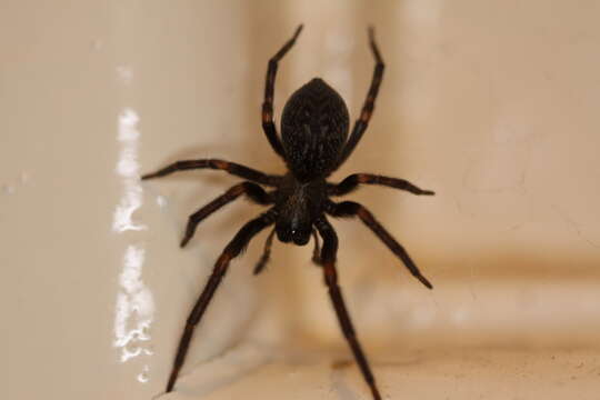 Image of Black house spider