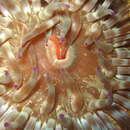 Image of dahlia anemone
