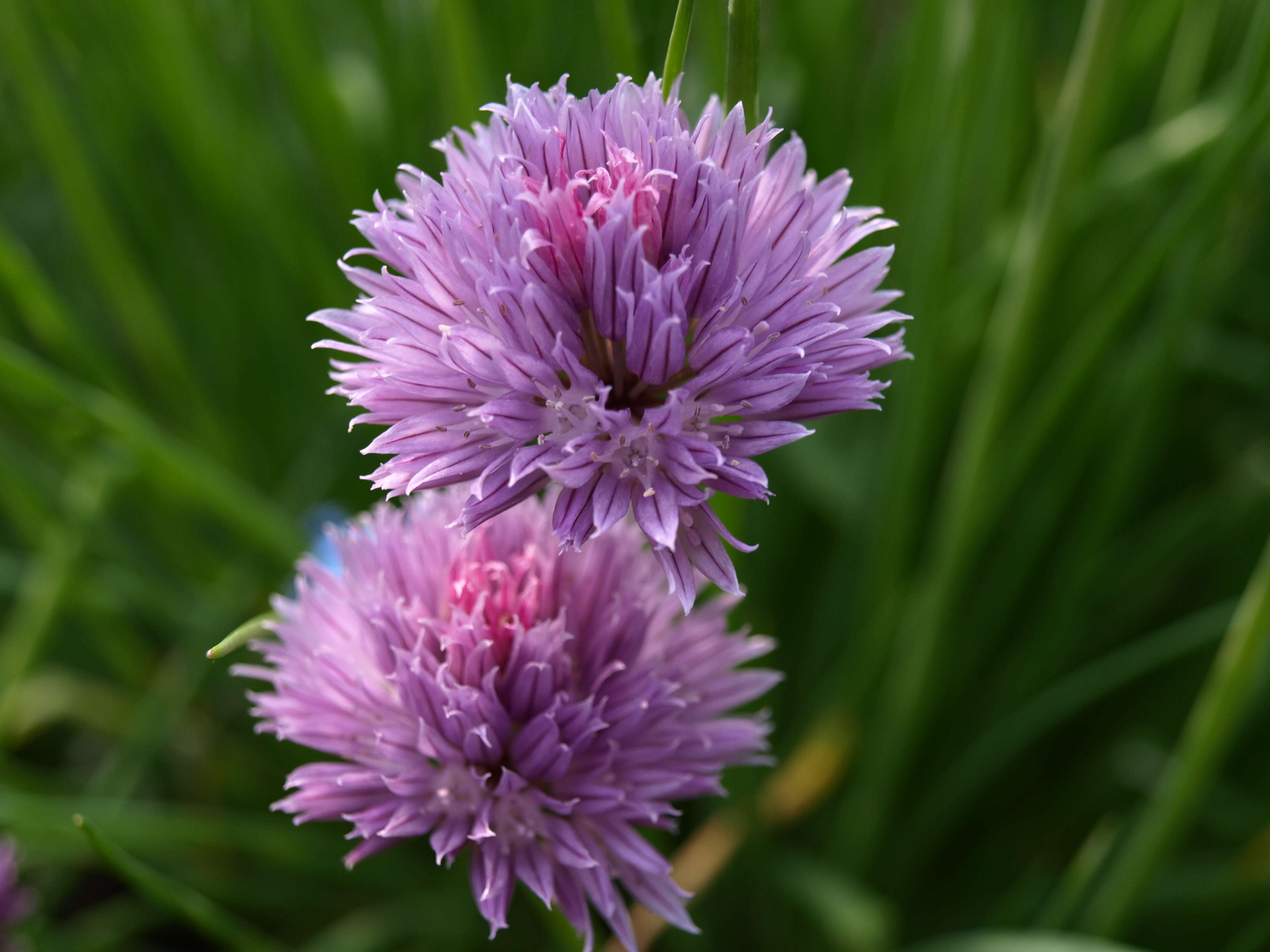 Image of wild chives