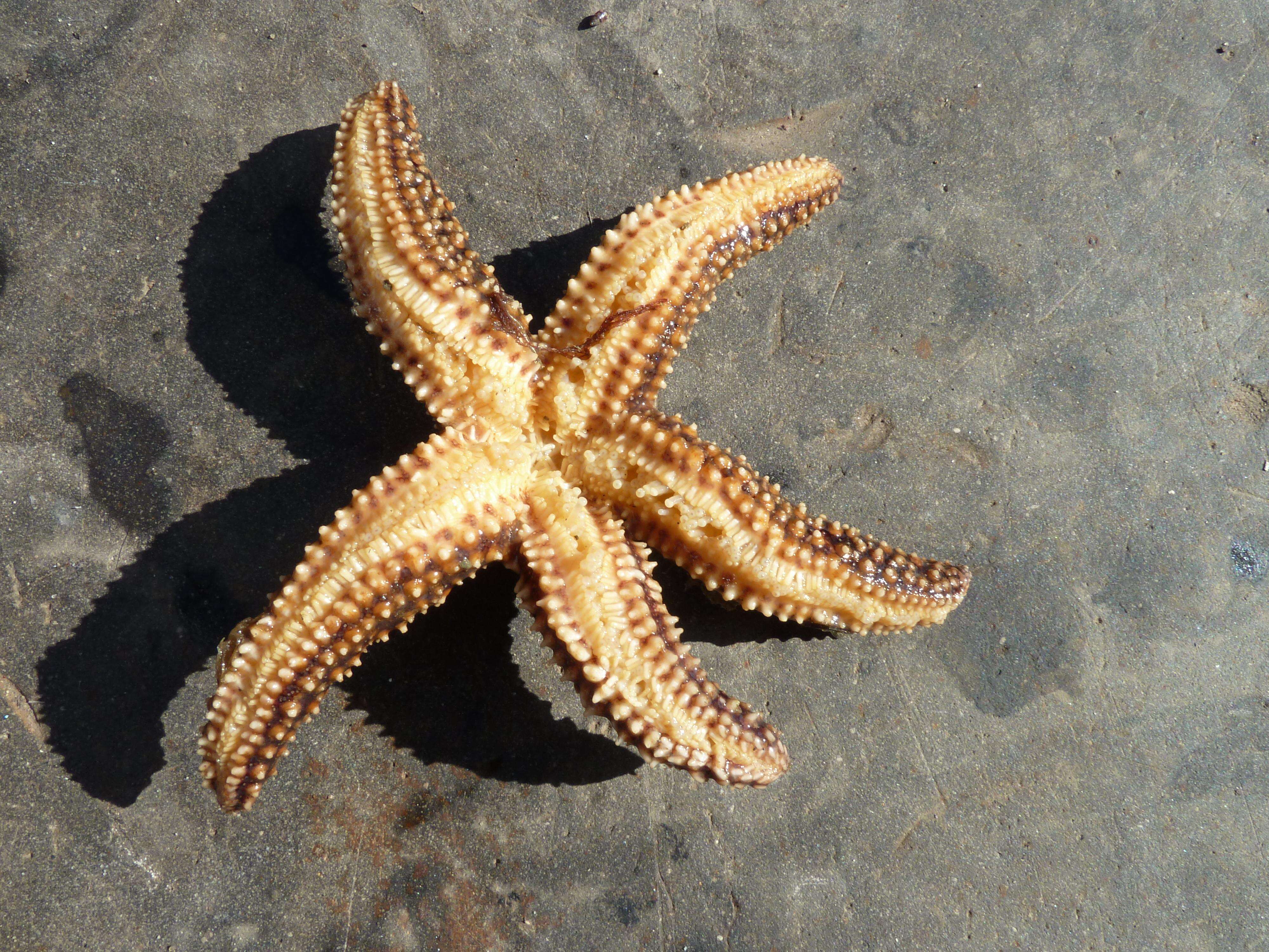 Image of Common Seastar