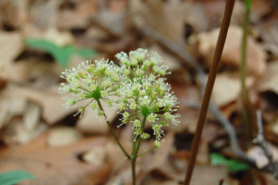 Image of wild sarsaparilla