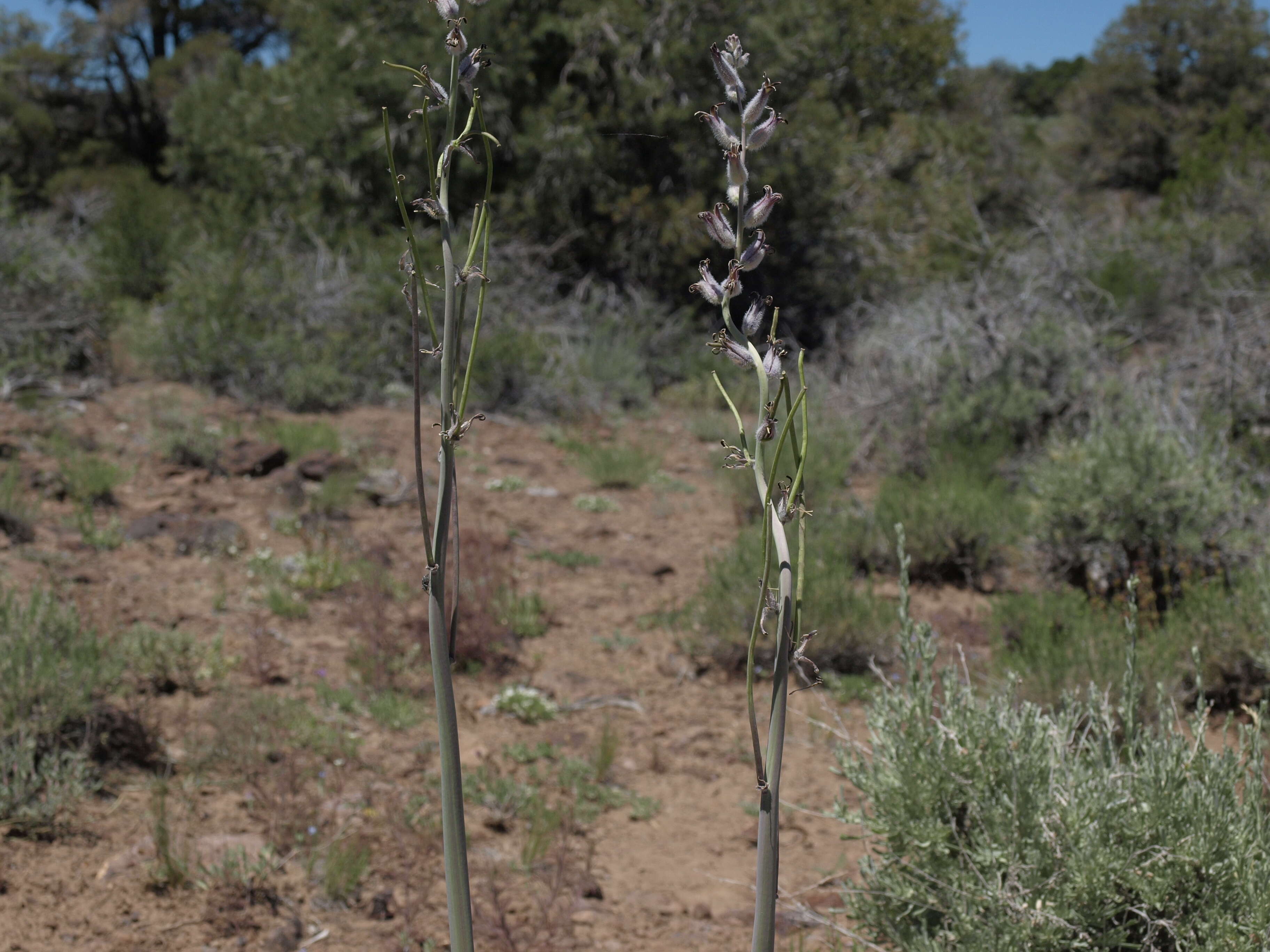 Image of thickstem wild cabbage