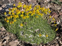 Image of stemless mock goldenweed