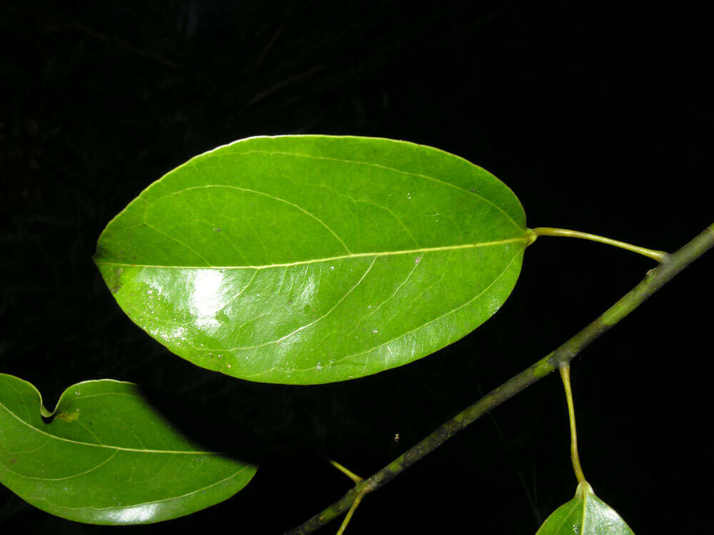 Image of Anomospermum reticulatum (C. Martius) Eichler