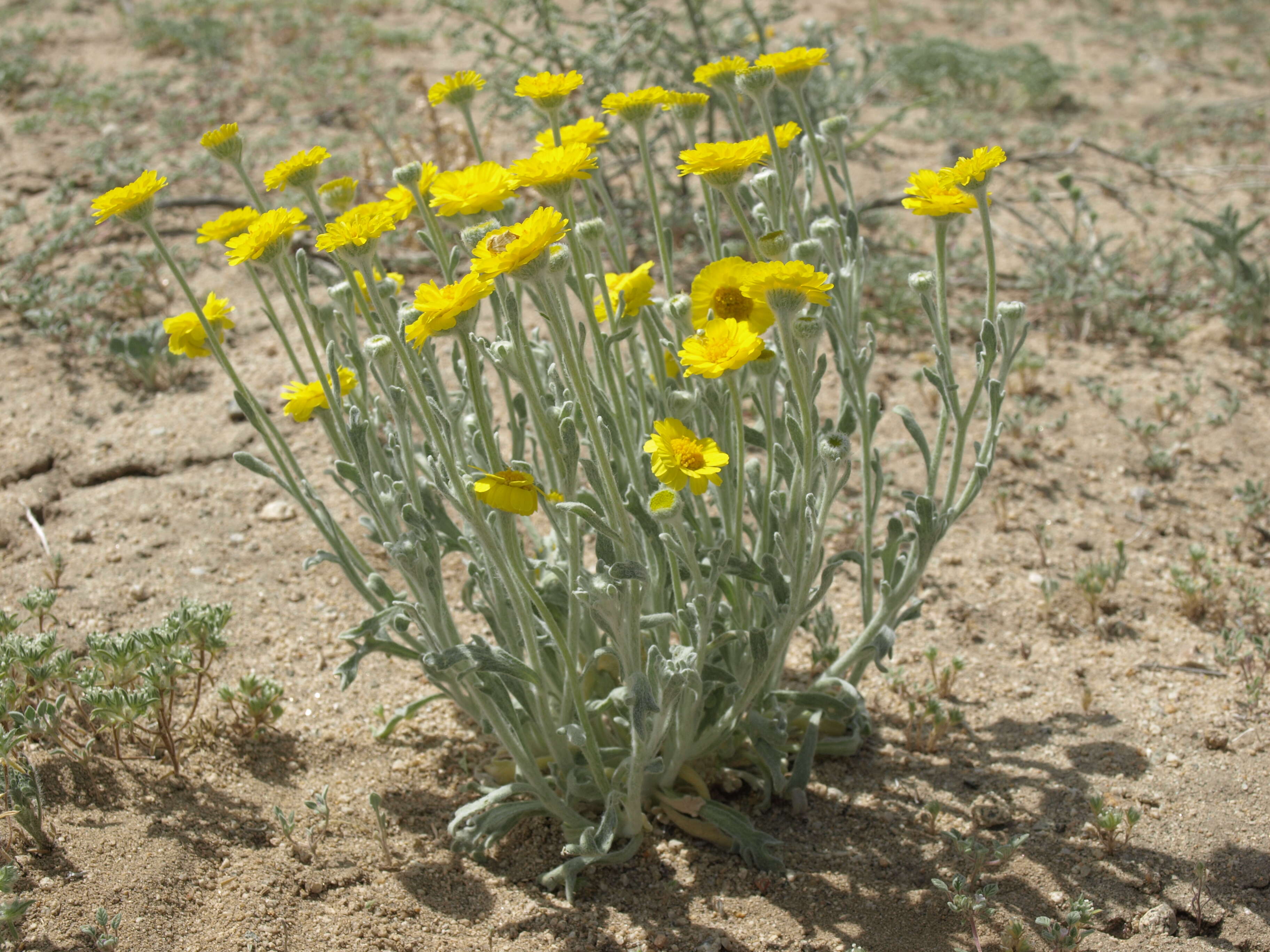 Image of woolly desert marigold