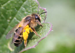 Image of Mining Bees