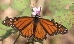 Image of Monarch Butterfly