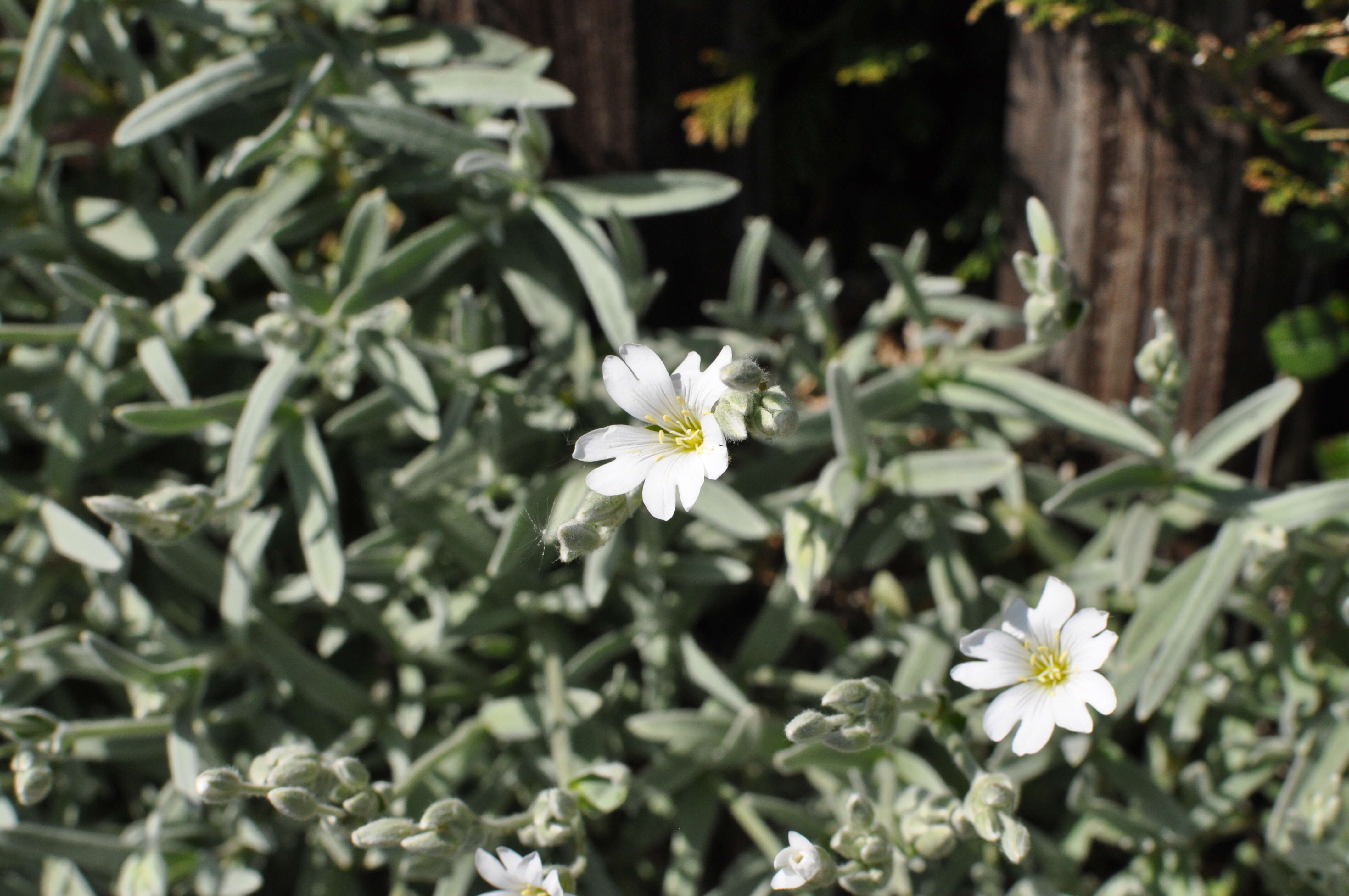 Image of Snow-in-summer