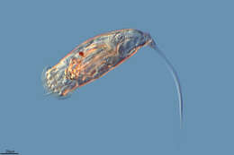 Imagem de Trichocercidae