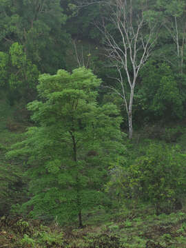 Image of Yellow trumpet tree