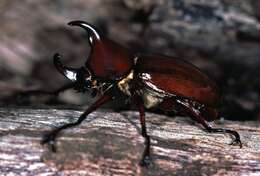 Image of Rhinoceros Beetles