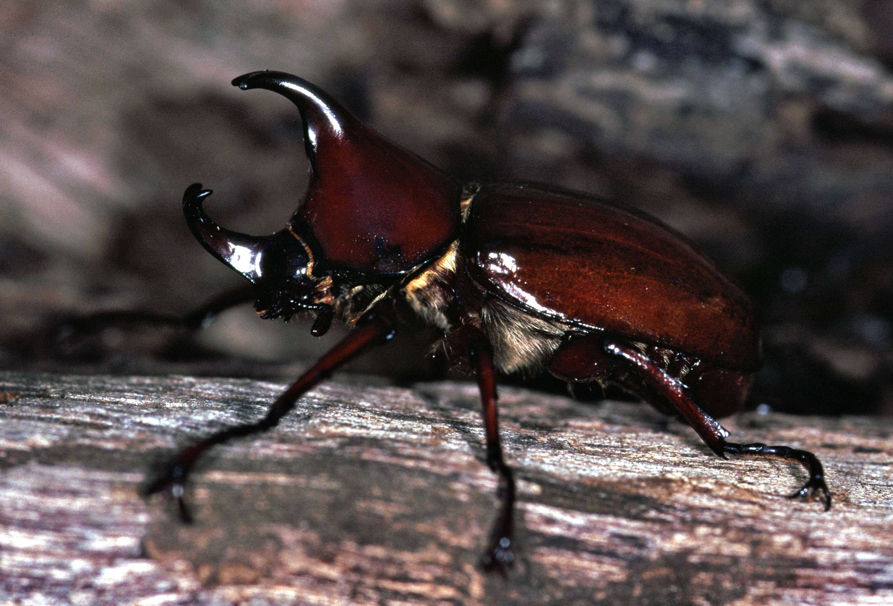 Image of Elephant Beetle