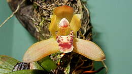 Image of Maxillaria rufescens Lindl.