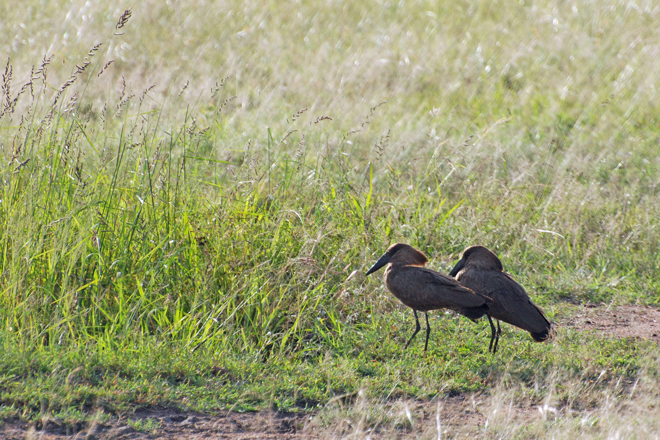 Image of hamerkop