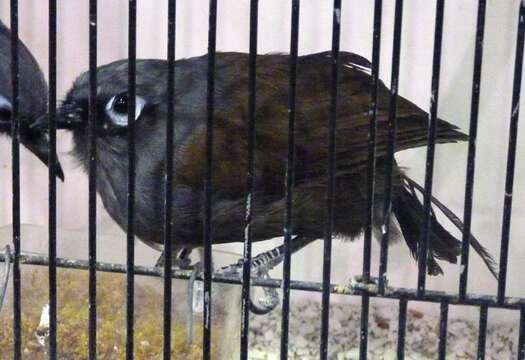 Image of Sunda Laughingthrush