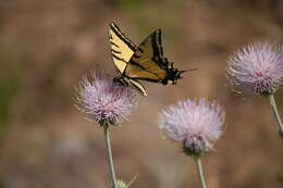 Papilio resmi