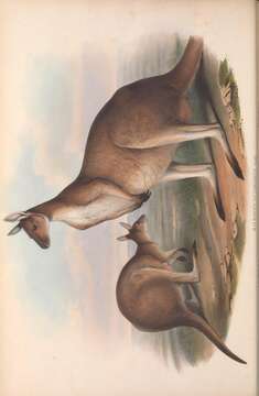 Image of Kangaroo Island Western Grey Kangaroo