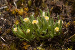 Image of Hyalosperma demissum (A. Gray) P. G. Wilson