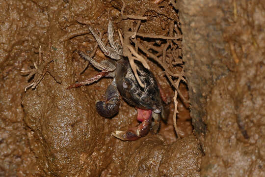 Image of fatfinger marsh crab