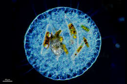 Image of Protist