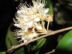 Image of Cynometra retusa Britton & Rose