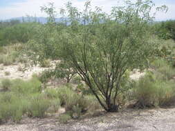 Image of mesquite