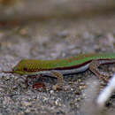 Image of Dwarf Day Gecko