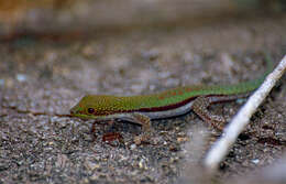 Image of Phelsuma