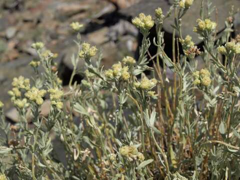 Image of gray chickensage