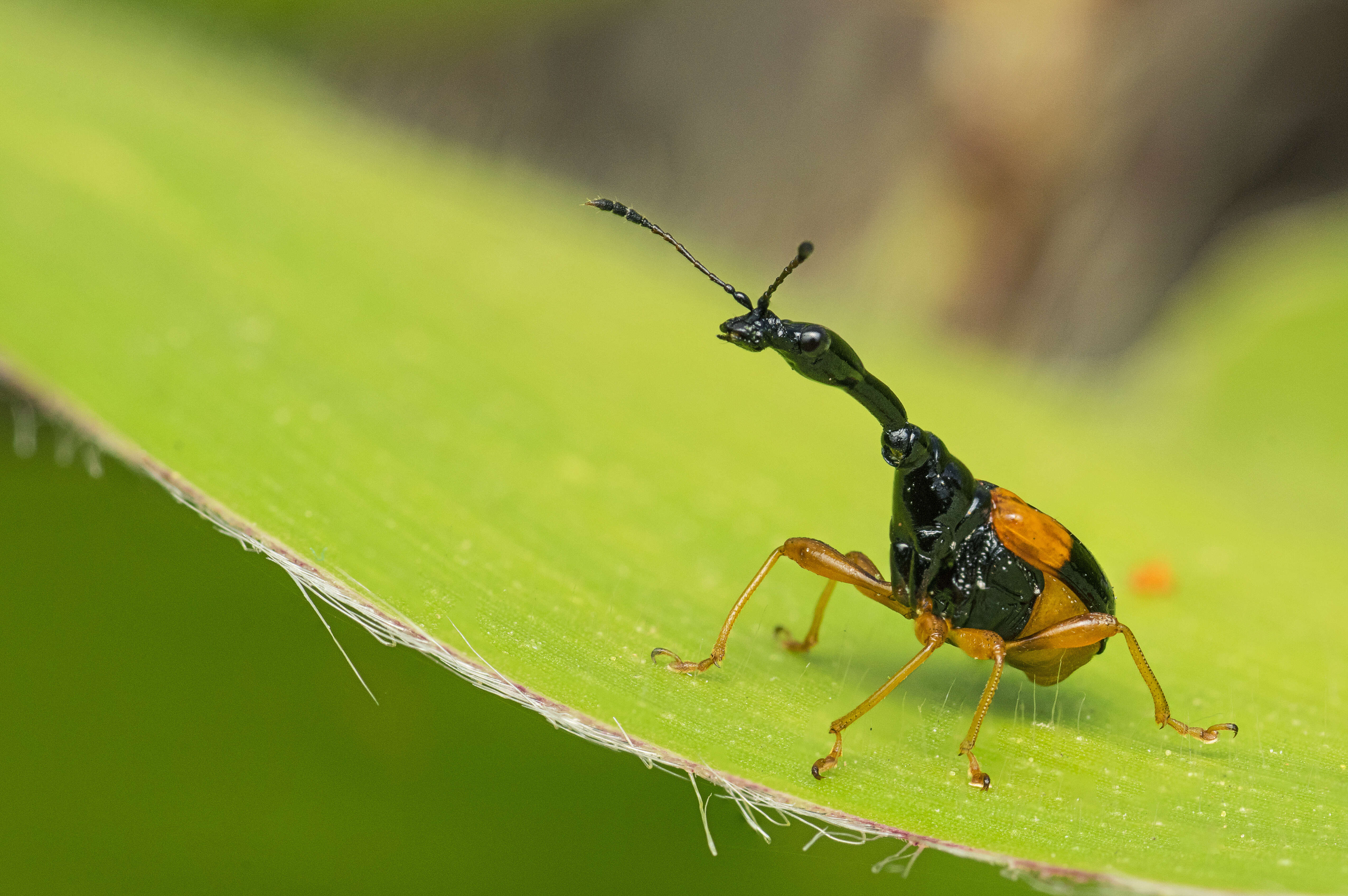 Image of Trachelophorus