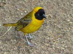 Image of Lesser Masked Weaver