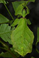 Image of Phyllioidea