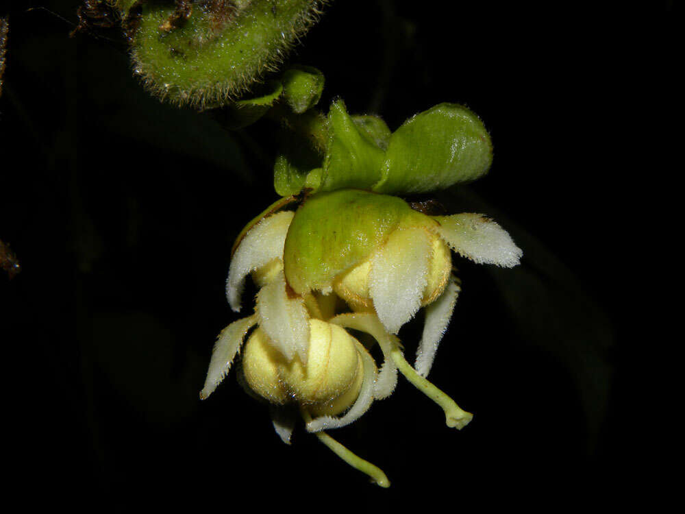 Image of Dalechampia osana Armbr.