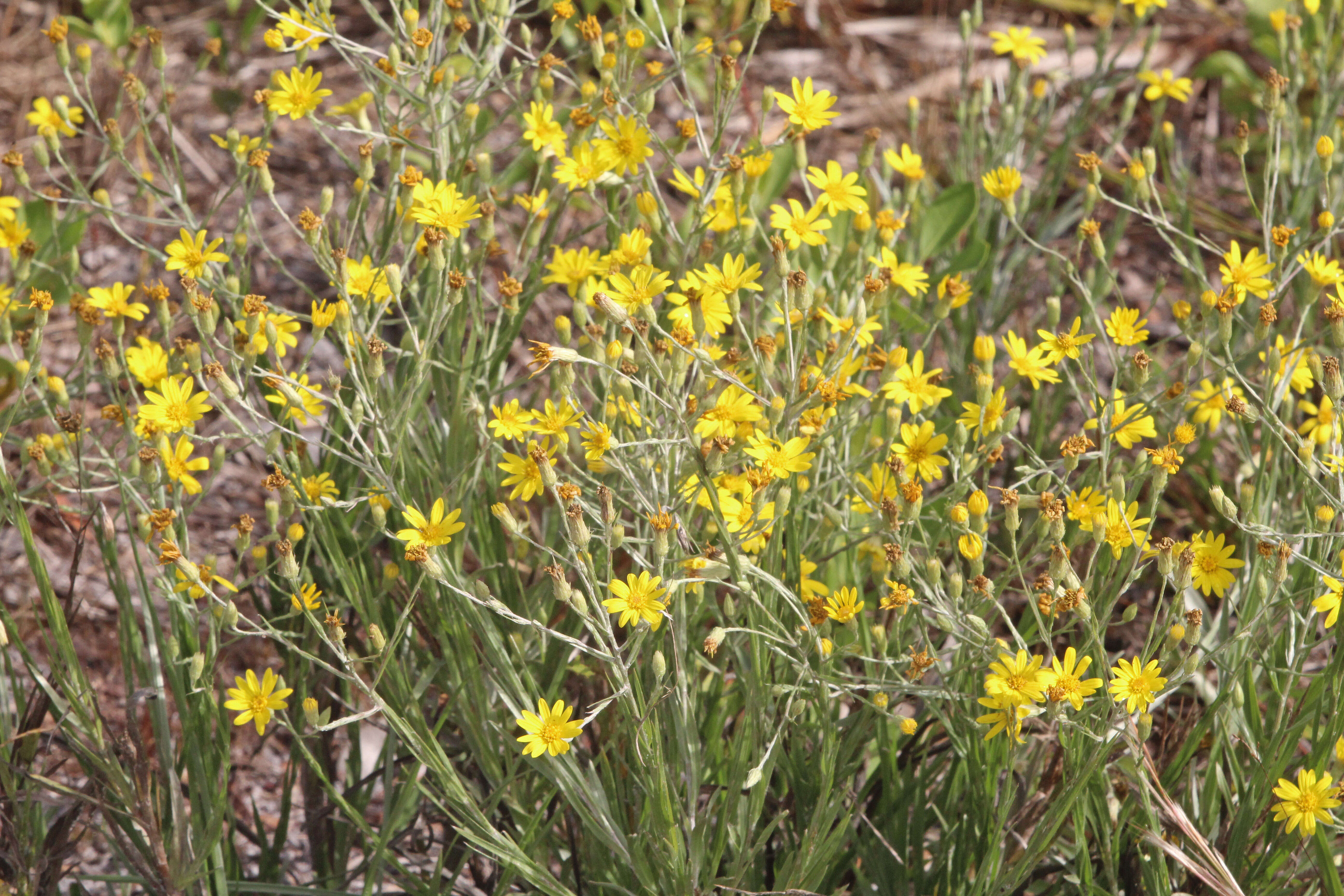 Image de Pityopsis graminifolia (Michx.) Nutt.