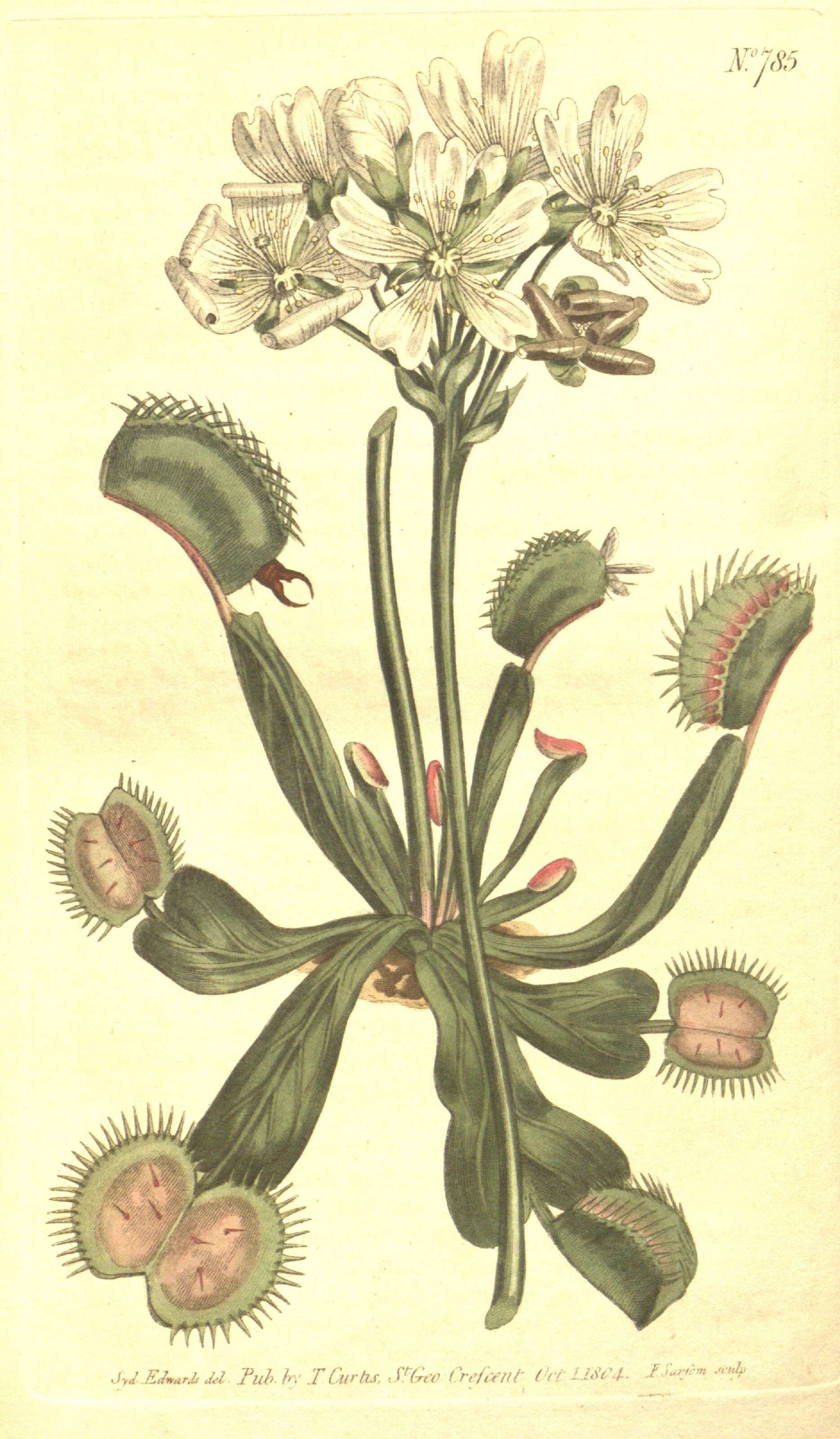Image of Dionaea