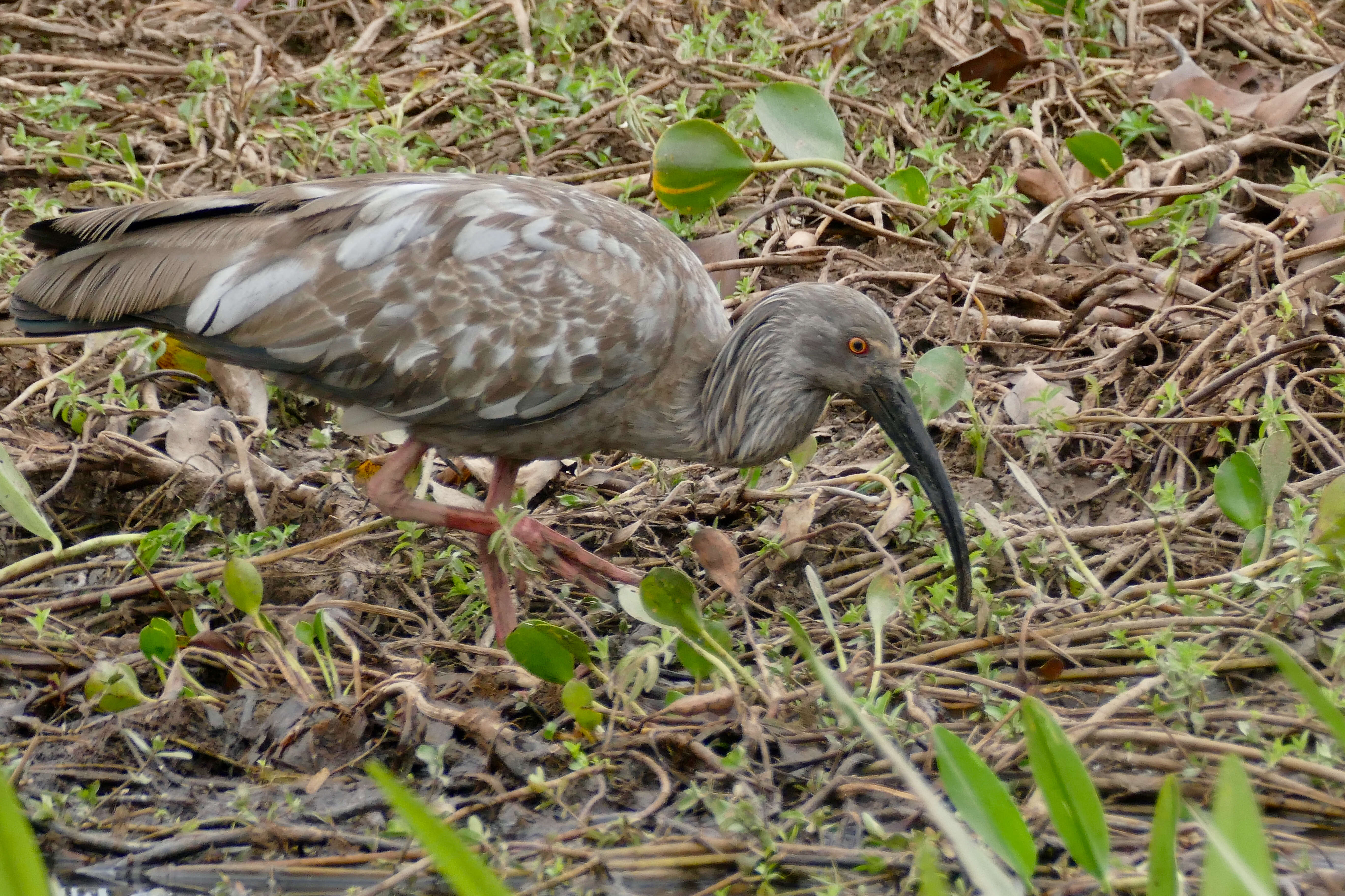 Image of Plumbeous Ibis