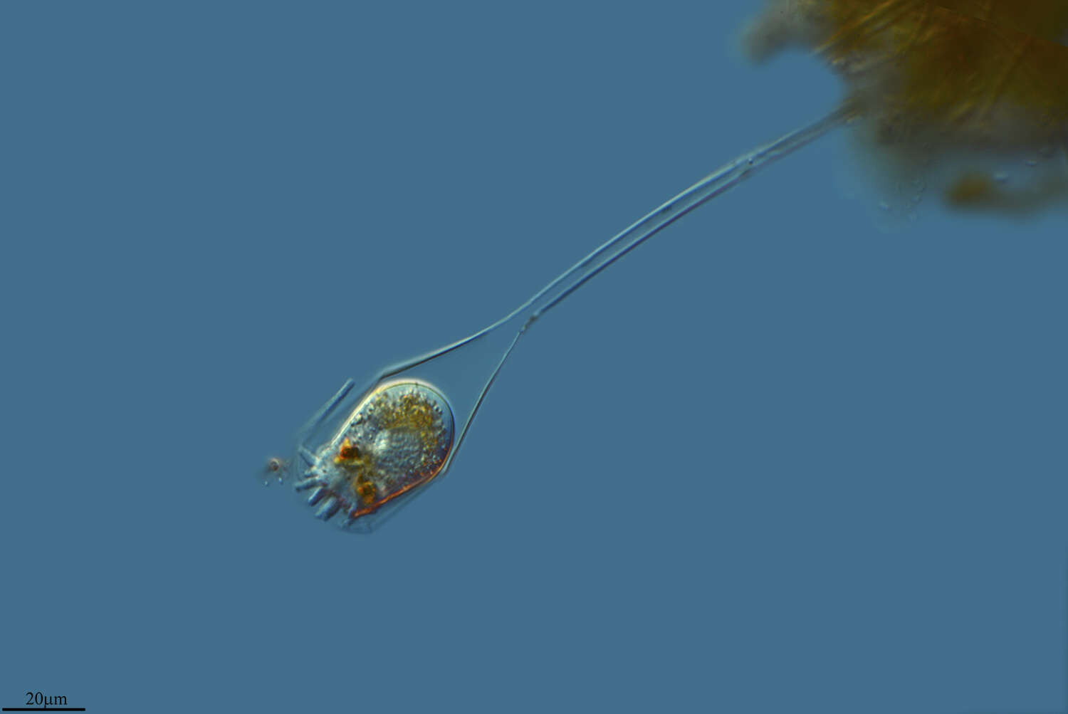 Image of Metacinetidae