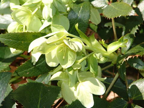 Image of livid hellebore