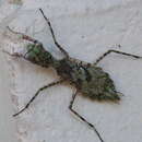 Image of Grizzled Mantid