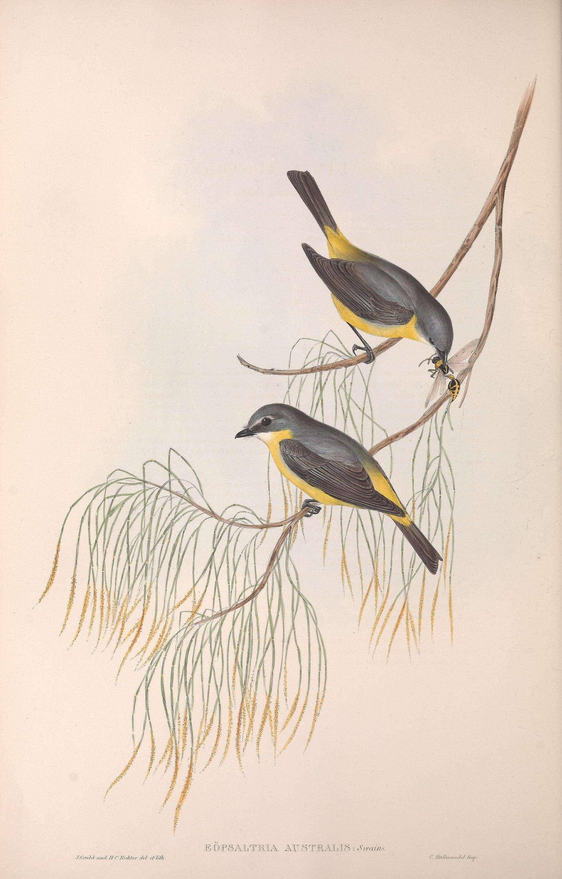 Image of Eopsaltria Swainson 1832