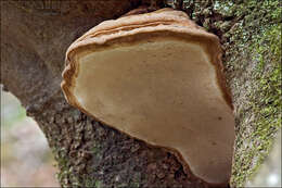 Ganoderma applanatum (Pers.) Pat. 1887的圖片