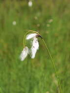 Image of cottongrass