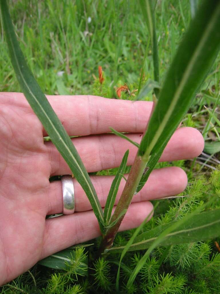 Image of evening primrose