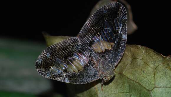 Image of Ricanoptera
