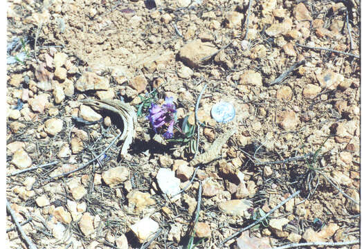 Image of Red Canyon beardtongue