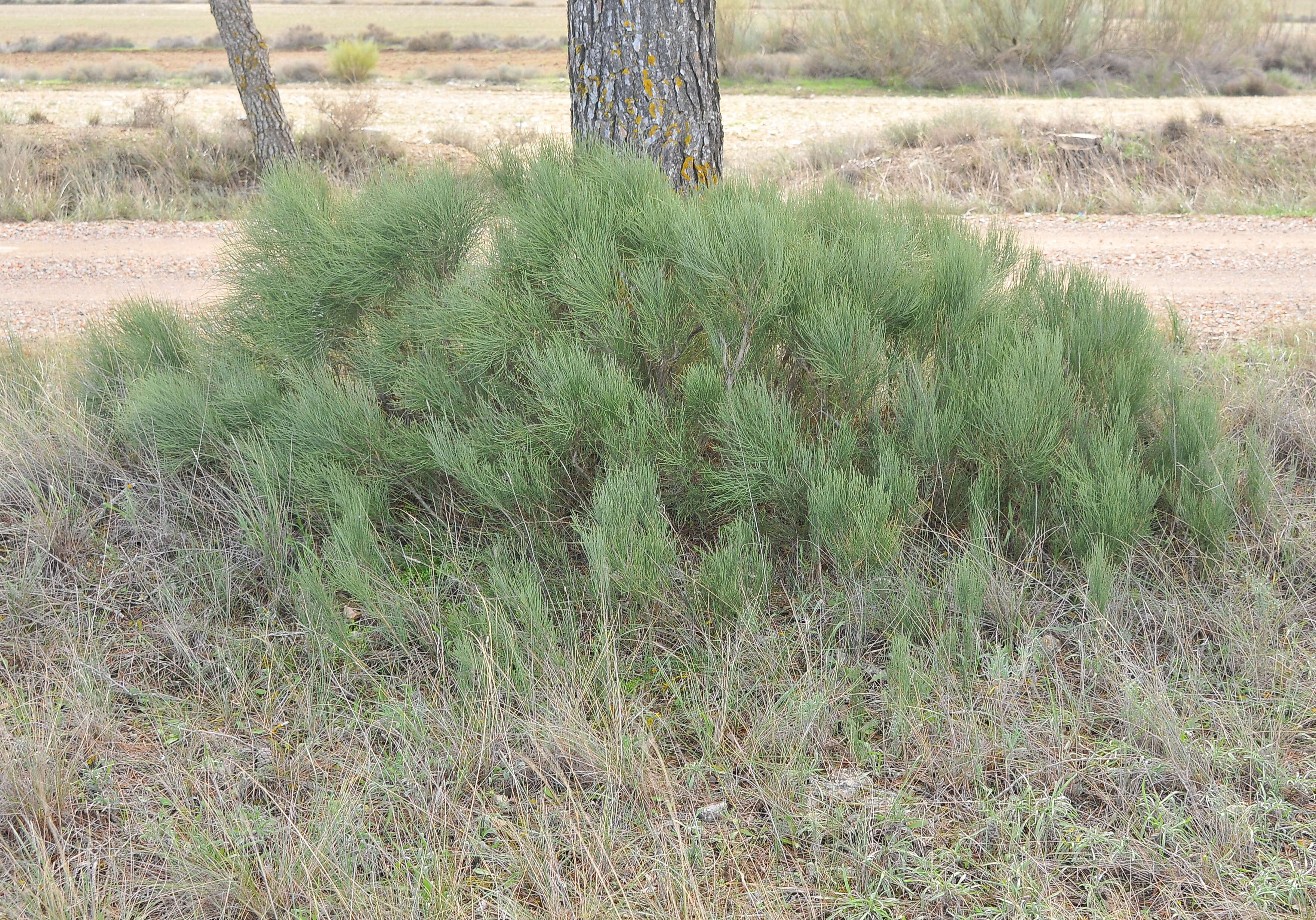 Image of Ephedraceae