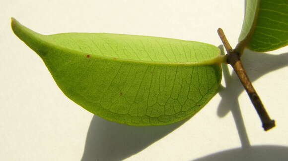 Myrcia neopolyantha Sobral & Mazine的圖片