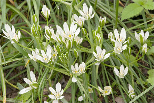 Image of Ornithogalum orthophyllum subsp. kochii (Parl.) Zahar.