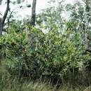 Image of Acacia complanata A. Cunn. ex Benth.